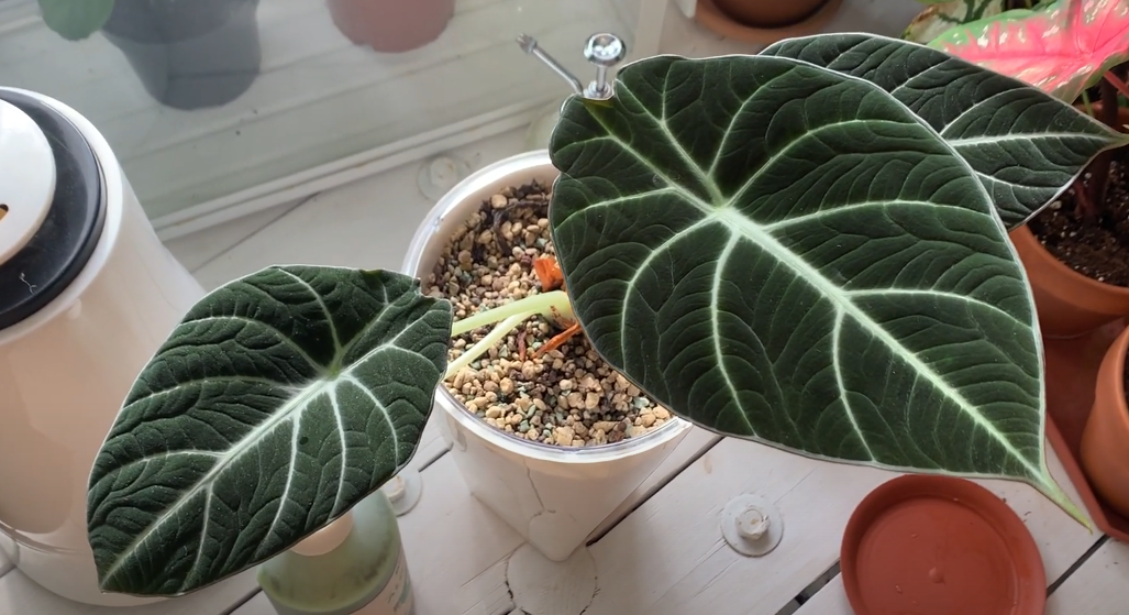 Кімнатна квітка алоказія: сорти, опис, догляд у домашніх умовах %D0%90%D0%BB%D0%BE%D0%BA%D0%B0%D0%B7%D0%B8%D1%8F %D0%91%D0%BB%D1%8D%D0%BA %D0%92%D0%B5%D0%BB%D1%8C%D0%B2%D0%B5%D1%82, 5, Кімнатна квітка алоказія: сорти, опис, догляд у домашніх умовах алоказия