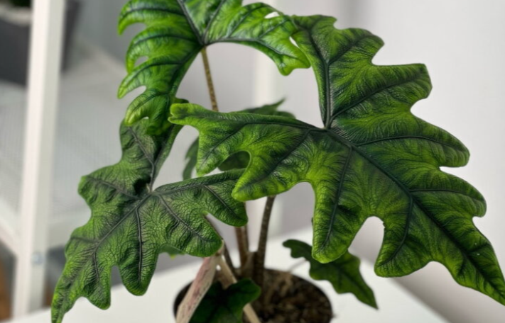 Кімнатна квітка алоказія: сорти, опис, догляд у домашніх умовах %D0%90%D0%BB%D0%BE%D0%BA%D0%B0%D0%B7%D0%B8%D1%8F %D0%96%D0%B0%D0%BA%D0%BB%D0%B8%D0%BD, 6, Кімнатна квітка алоказія: сорти, опис, догляд у домашніх умовах алоказия