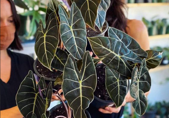 Кімнатна квітка алоказія: сорти, опис, догляд у домашніх умовах %D0%90%D0%BB%D0%BE%D0%BA%D0%B0%D0%B7%D0%B8%D1%8F %D0%9B%D0%BE%D0%BD%D0%B3%D0%B8%D0%BB%D0%BE%D0%B1%D0%B0, 12, Кімнатна квітка алоказія: сорти, опис, догляд у домашніх умовах алоказия