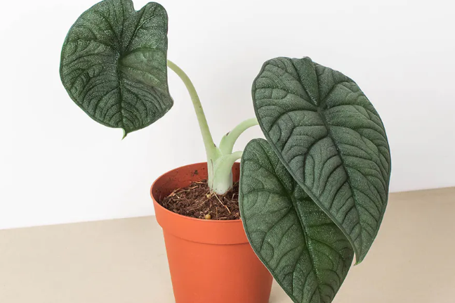 Кімнатна квітка алоказія: сорти, опис, догляд у домашніх умовах %D0%90%D0%BB%D0%BE%D0%BA%D0%B0%D0%B7%D0%B8%D1%8F %D0%9C%D0%B5%D0%BB%D0%BE, 11, Кімнатна квітка алоказія: сорти, опис, догляд у домашніх умовах алоказия