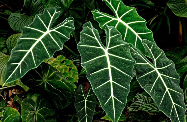 Кімнатна квітка алоказія: сорти, опис, догляд у домашніх умовах %D0%90%D0%BB%D0%BE%D0%BA%D0%B0%D0%B7%D0%B8%D1%8F %D0%9C%D0%B8%D1%88%D0%BE%D0%BB%D1%8C%D1%86%D0%B0, 2, Кімнатна квітка алоказія: сорти, опис, догляд у домашніх умовах алоказия