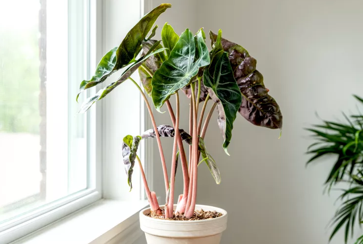 Кімнатна квітка алоказія: сорти, опис, догляд у домашніх умовах %D0%90%D0%BB%D0%BE%D0%BA%D0%B0%D0%B7%D0%B8%D1%8F %D0%9F%D0%B8%D0%BD%D0%BA %D0%94%D1%80%D0%B0%D0%B3%D0%BE%D0%BD, 9, Кімнатна квітка алоказія: сорти, опис, догляд у домашніх умовах алоказия