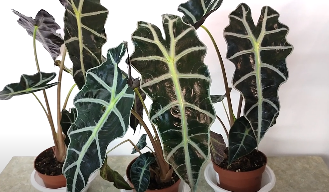 Кімнатна квітка алоказія: сорти, опис, догляд у домашніх умовах %D0%90%D0%BB%D0%BE%D0%BA%D0%B0%D0%B7%D0%B8%D1%8F %D0%9F%D0%BE%D0%BB%D0%BB%D0%B8 %D0%91%D0%B0%D0%BC%D0%B1%D0%B8%D0%BD%D0%BE %D0%90%D1%80%D1%80%D0%BE%D1%83, 4, Кімнатна квітка алоказія: сорти, опис, догляд у домашніх умовах алоказия