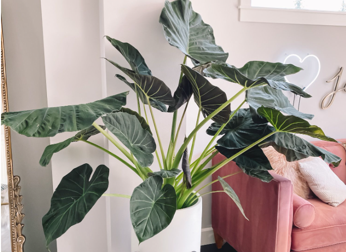 Кімнатна квітка алоказія: сорти, опис, догляд у домашніх умовах %D0%90%D0%BB%D0%BE%D0%BA%D0%B0%D0%B7%D0%B8%D1%8F %D0%A0%D0%B5%D0%B3%D0%B0%D0%BB %D0%A8%D0%B8%D0%BB%D0%B4%D1%81, 7, Кімнатна квітка алоказія: сорти, опис, догляд у домашніх умовах алоказия