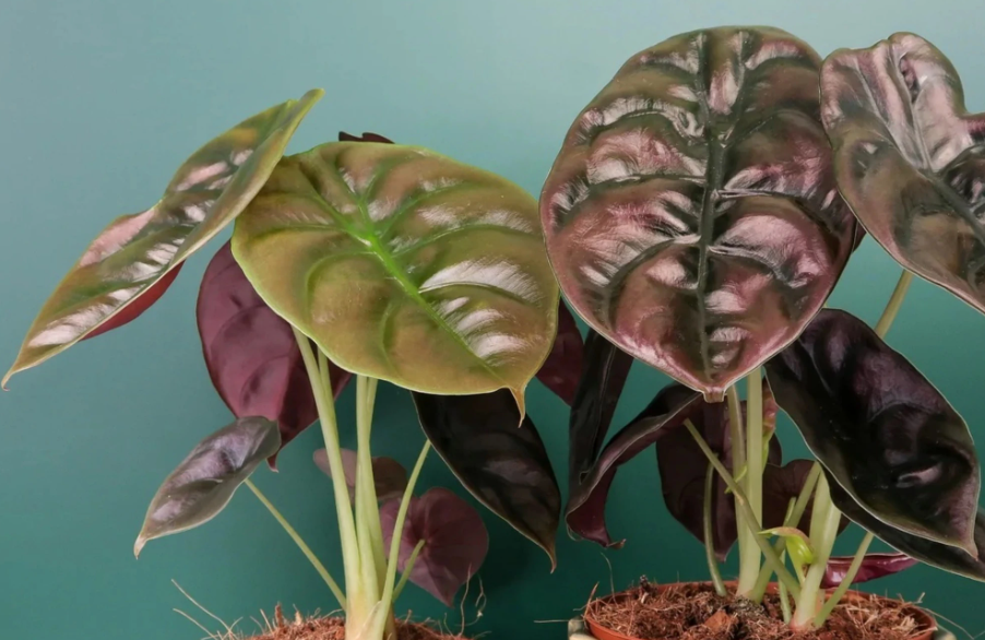 Кімнатна квітка алоказія: сорти, опис, догляд у домашніх умовах %D0%90%D0%BB%D0%BE%D0%BA%D0%B0%D0%B7%D0%B8%D1%8F %D0%A0%D0%B5%D0%B4 %D1%81%D0%B5%D0%BA%D1%80%D0%B5%D1%82, 13, Кімнатна квітка алоказія: сорти, опис, догляд у домашніх умовах алоказия