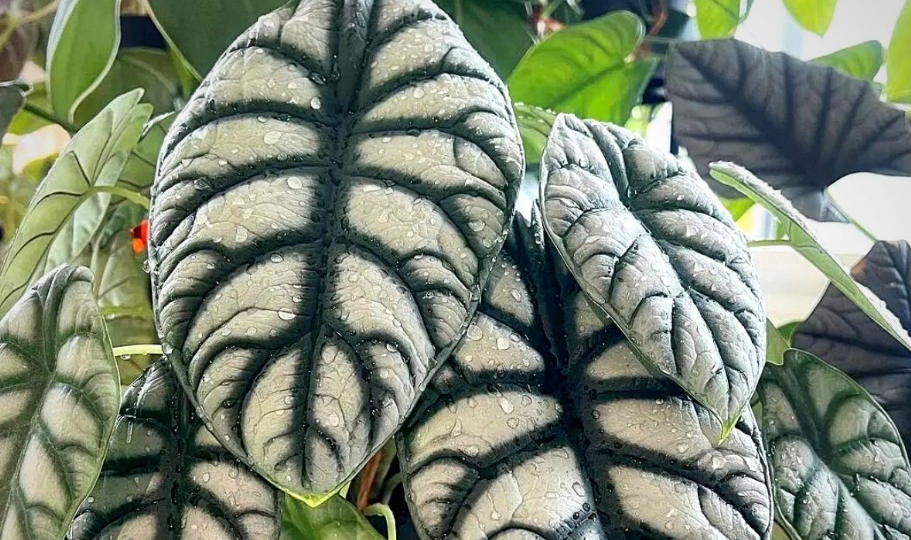 Кімнатна квітка алоказія: сорти, опис, догляд у домашніх умовах %D0%90%D0%BB%D0%BE%D0%BA%D0%B0%D0%B7%D0%B8%D1%8F %D0%A1%D0%B8%D0%BB%D1%8C%D0%B2%D0%B5%D1%80 %D0%94%D1%80%D0%B0%D0%B3%D0%BE%D0%BD, 8, Кімнатна квітка алоказія: сорти, опис, догляд у домашніх умовах алоказия