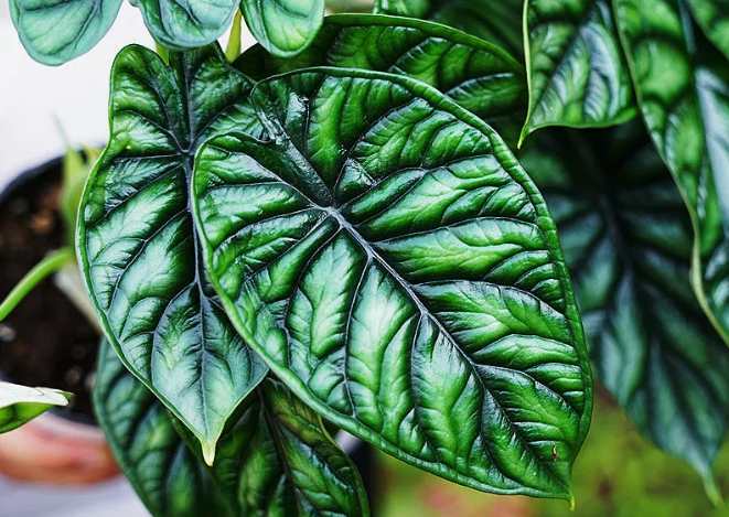 Кімнатна квітка алоказія: сорти, опис, догляд у домашніх умовах %D0%90%D0%BB%D0%BE%D0%BA%D0%B0%D0%B7%D0%B8%D1%8F %D0%A1%D0%B8%D0%BD%D1%83%D0%B0%D1%82%D0%B0, 14, Кімнатна квітка алоказія: сорти, опис, догляд у домашніх умовах алоказия