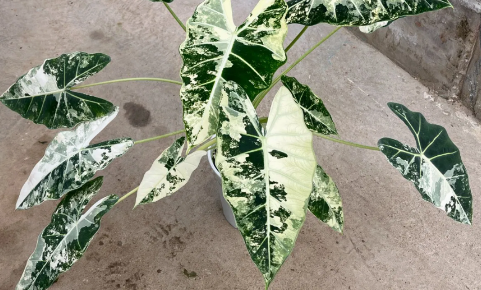 Кімнатна квітка алоказія: сорти, опис, догляд у домашніх умовах %D0%90%D0%BB%D0%BE%D0%BA%D0%B0%D0%B7%D0%B8%D1%8F %D0%A4%D1%80%D0%B0%D0%B9%D0%B4%D0%B5%D0%BA %D0%92%D0%B0%D1%80%D0%B8%D0%B5%D0%B3%D0%B0%D1%82%D0%B0, 3, Кімнатна квітка алоказія: сорти, опис, догляд у домашніх умовах алоказия