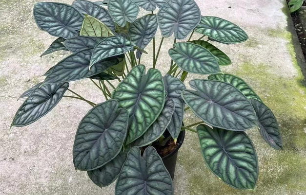 Кімнатна квітка алоказія: сорти, опис, догляд у домашніх умовах %D0%90%D0%BB%D0%BE%D0%BA%D0%B0%D0%B7%D0%B8%D1%8F %D0%A8%D0%BA%D1%83%D1%80%D0%B0 %D0%B4%D1%80%D0%B0%D0%BA%D0%BE%D0%BD%D0%B0, 10, Кімнатна квітка алоказія: сорти, опис, догляд у домашніх умовах алоказия