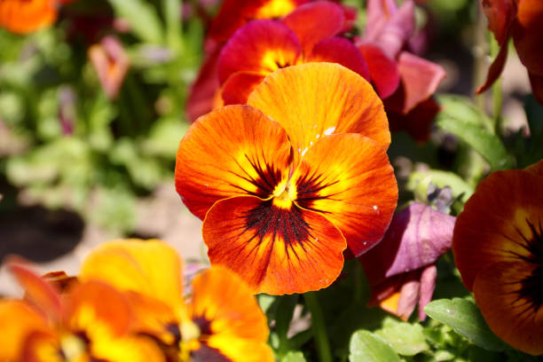 Як виростити прекрасні Анютині глазки на клумбі: все про догляд, багато фото 10 22, 17, Як виростити прекрасні Анютині глазки на клумбі: все про догляд, багато фото анютині глазки