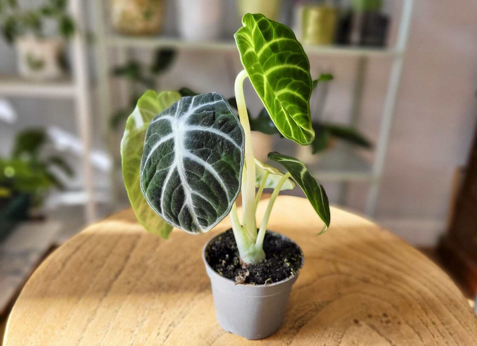 Кімнатна квітка алоказія: сорти, опис, догляд у домашніх умовах 11 17 e1736955291950, 15, Кімнатна квітка алоказія: сорти, опис, догляд у домашніх умовах алоказия