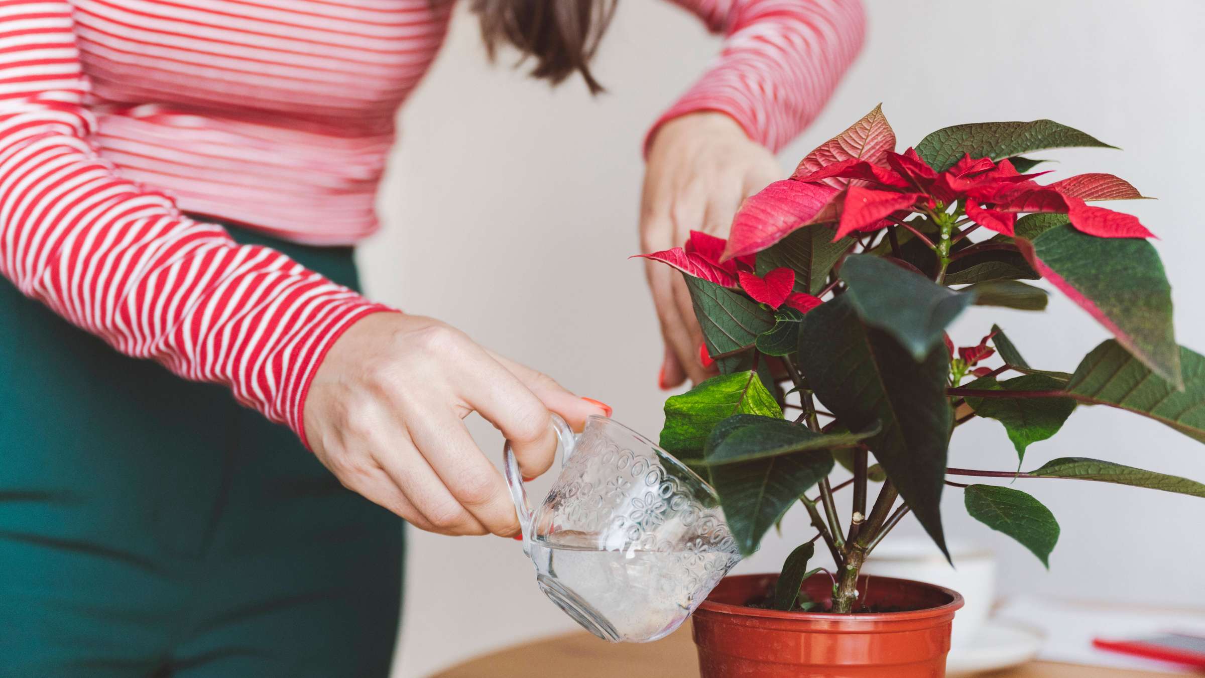 11 19, 4, Пуансеттія червона: як доглядати в домашніх умовах, чим небезпечна квітка і які прикмети з ним пов'язані пуансеттія