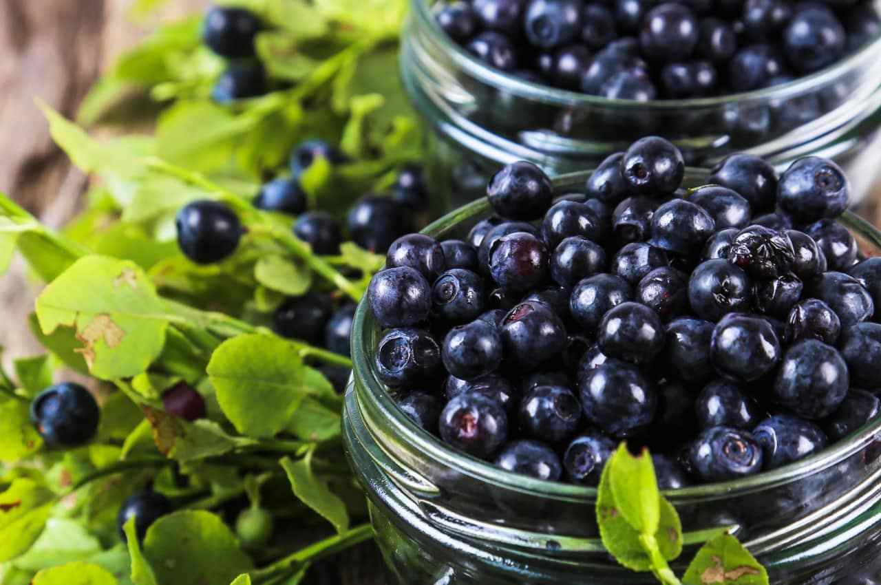 11 23, 11, Ягода, яка лікує: чим корисна чорниця для організму чорниця