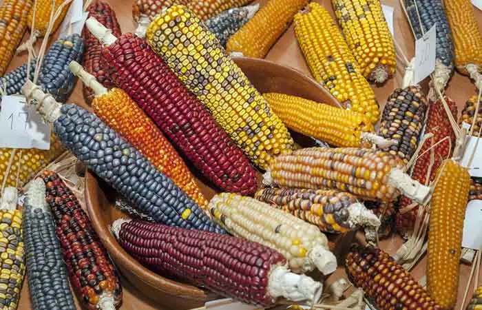 Варена кукурудза: користь для організму, шкода, протипоказання 12 1, 2, Варена кукурудза: користь для організму, шкода, протипоказання вареная кукуруза