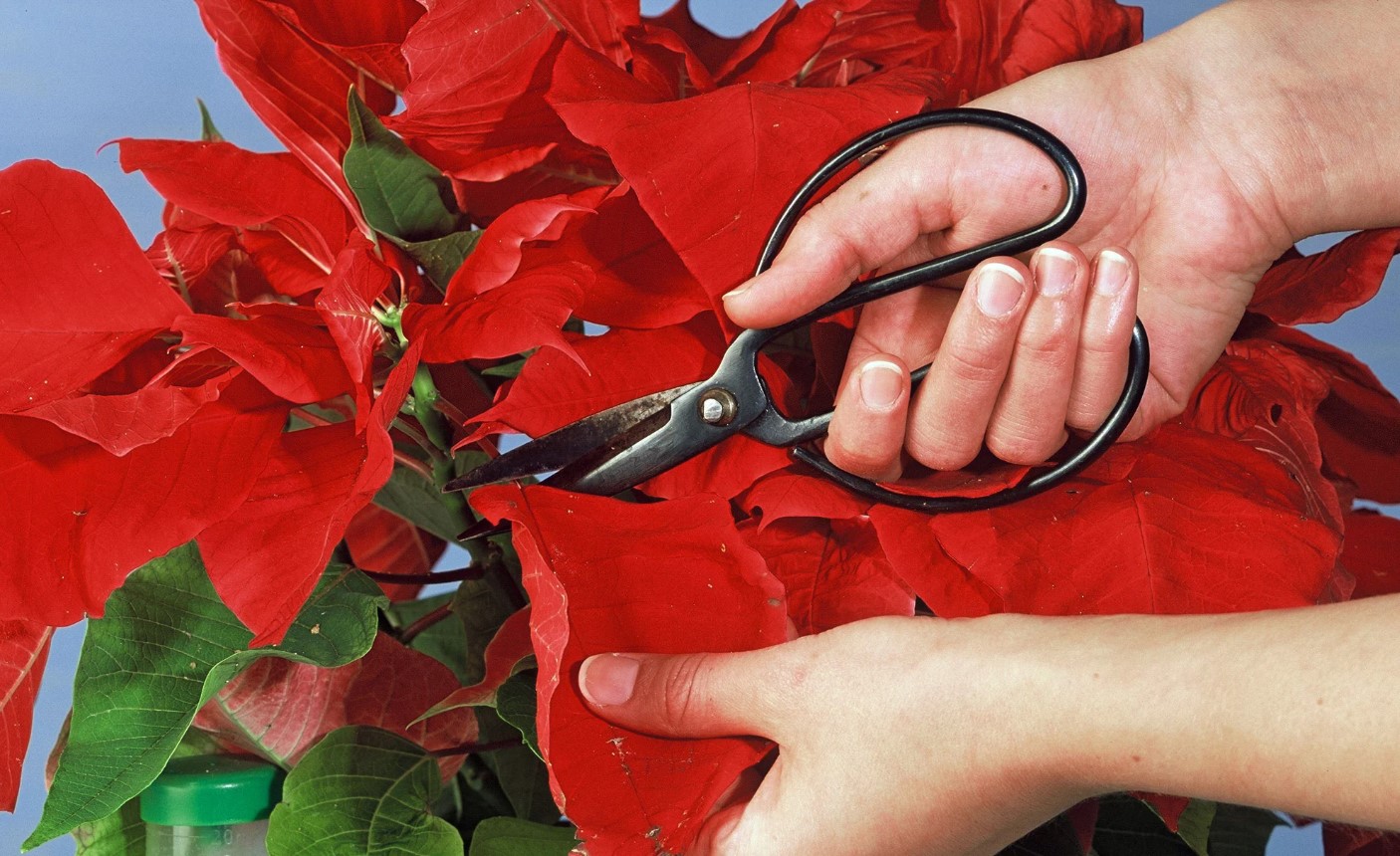 12 18, 6, Пуансеттія червона: як доглядати в домашніх умовах, чим небезпечна квітка і які прикмети з ним пов'язані пуансеттія