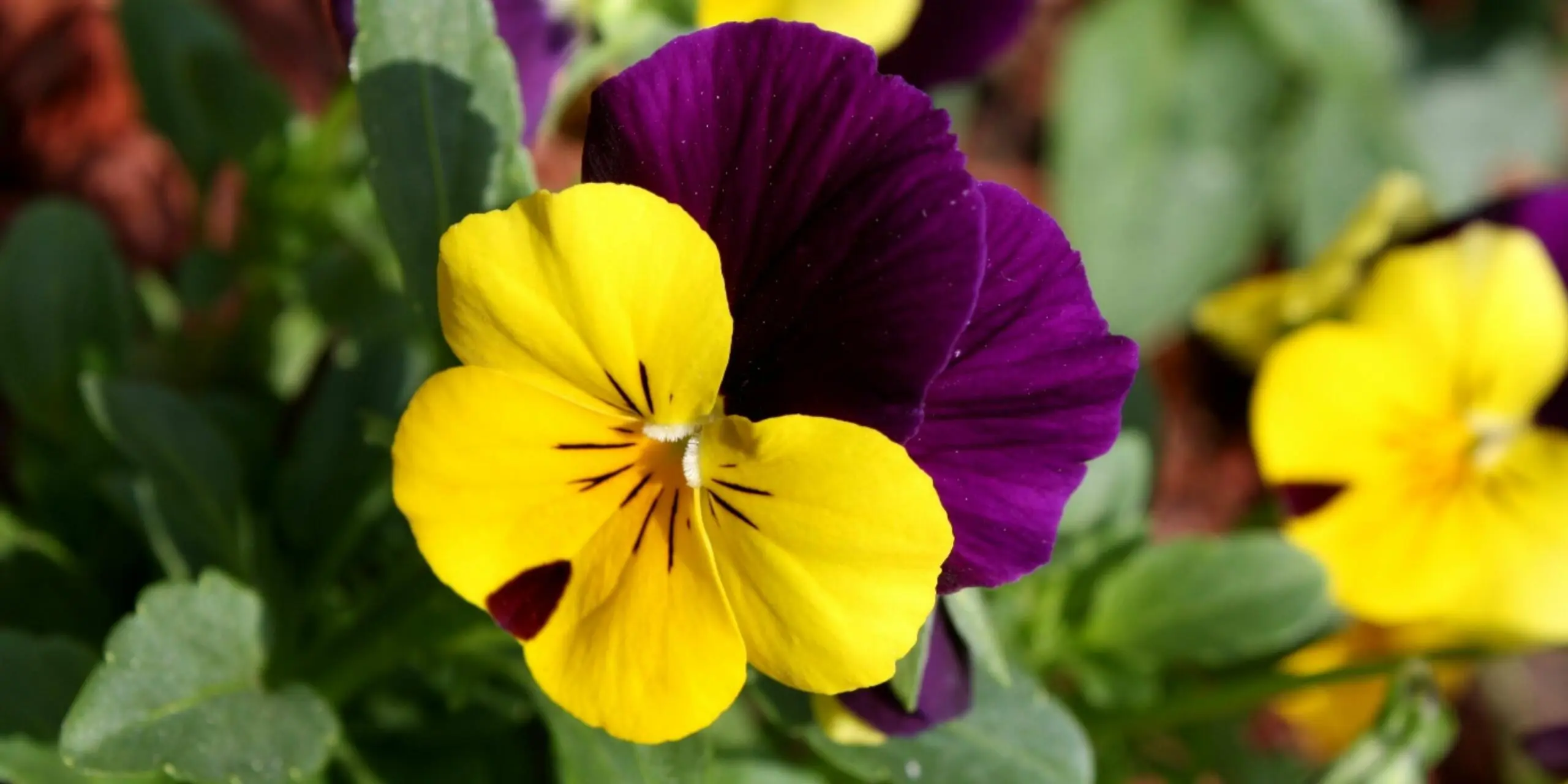 Як виростити прекрасні Анютині глазки на клумбі: все про догляд, багато фото 14, 19, Як виростити прекрасні Анютині глазки на клумбі: все про догляд, багато фото анютині глазки