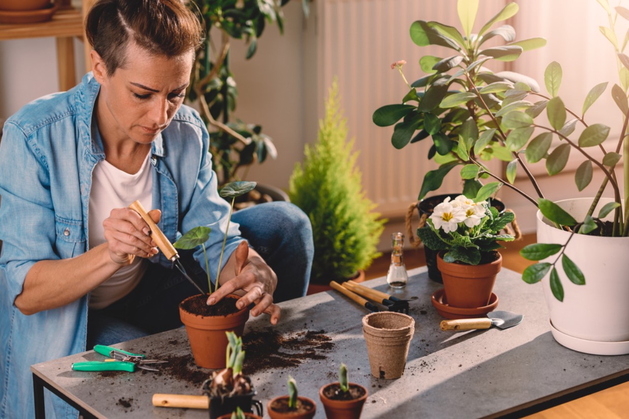 Кімнатна квітка алоказія: сорти, опис, догляд у домашніх умовах 17 15, 17, Кімнатна квітка алоказія: сорти, опис, догляд у домашніх умовах алоказия