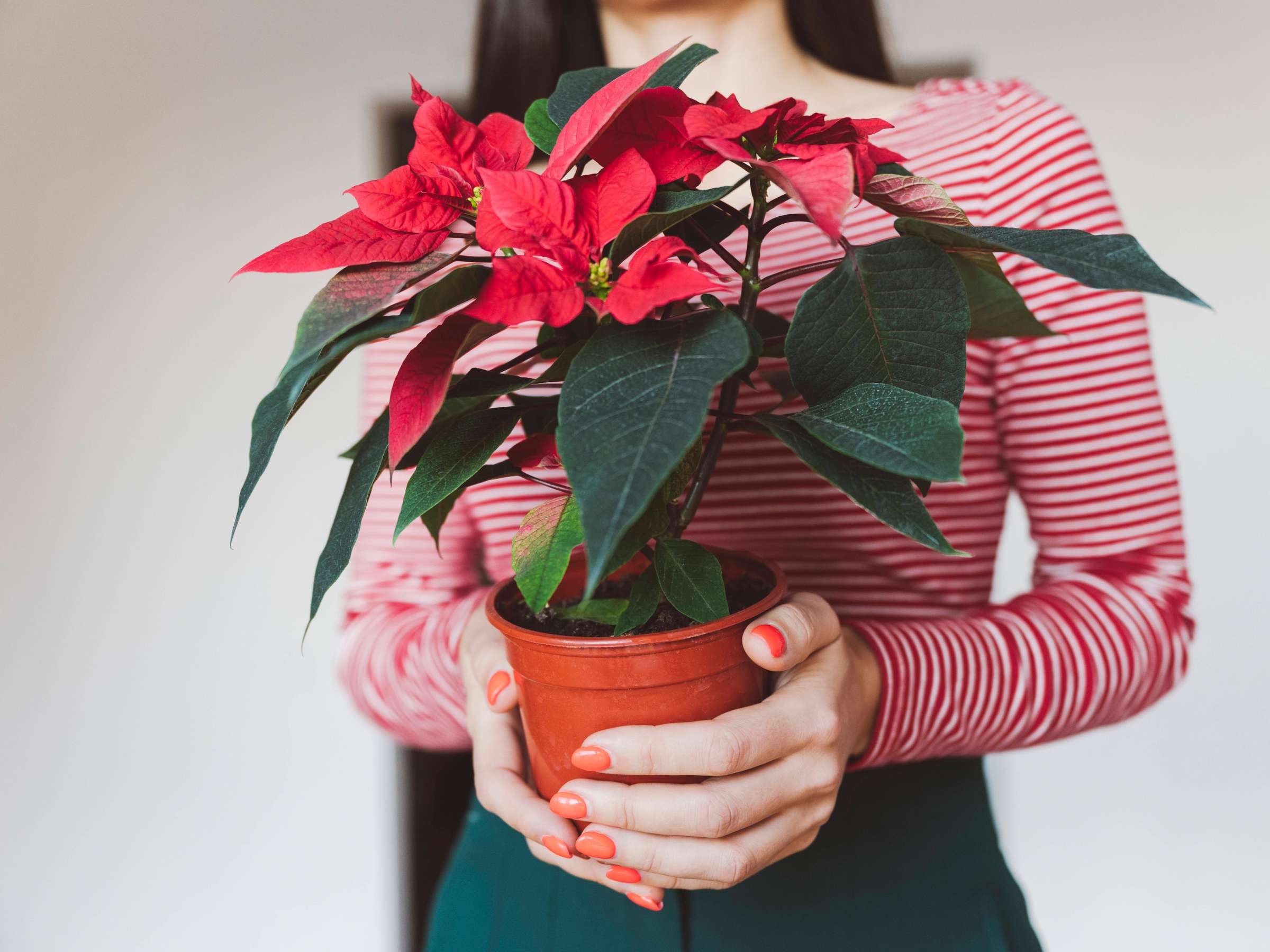 17 16, 2, Пуансеттія червона: як доглядати в домашніх умовах, чим небезпечна квітка і які прикмети з ним пов'язані пуансеттія