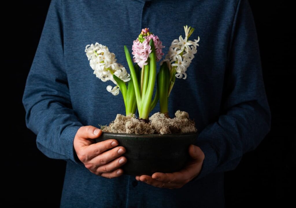 Що робити з гіацинтом у горщику: догляд у домашніх умовах, пересадка. Вирощування гіацинтів. Прикмети 17 18, 5, Що робити з гіацинтом у горщику: догляд у домашніх умовах, пересадка. Вирощування гіацинтів. Прикмети гиацинт