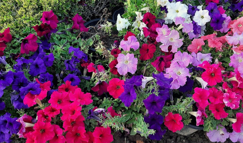 Коли сіяти петунію на розсаду у 2026 році 2 12, 2, Коли сіяти петунію на розсаду у 2026 році когда сеять петунию