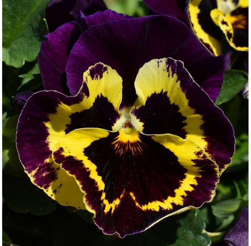 Як виростити прекрасні Анютині глазки на клумбі: все про догляд, багато фото 22 13, 23, Як виростити прекрасні Анютині глазки на клумбі: все про догляд, багато фото анютині глазки