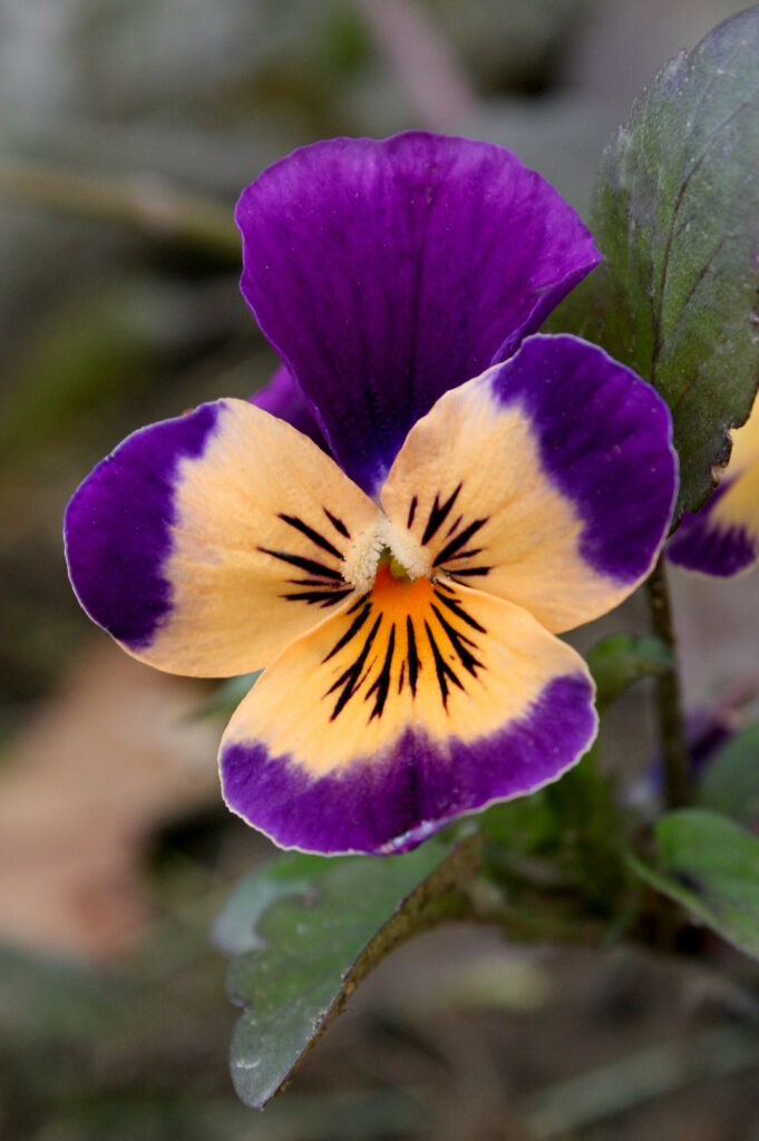 Як виростити прекрасні Анютині глазки на клумбі: все про догляд, багато фото 27 8, 26, Як виростити прекрасні Анютині глазки на клумбі: все про догляд, багато фото анютині глазки