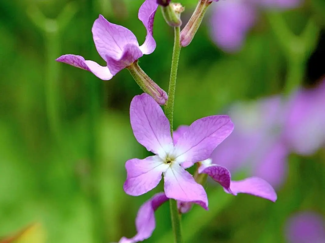 Квітка Маттіола дворога (нічна фіалка): опис, сорти, догляд. Як вирощувати? 3, 9, Квітка Маттіола дворога (нічна фіалка): опис, сорти, догляд. Як вирощувати? маттіола дворога