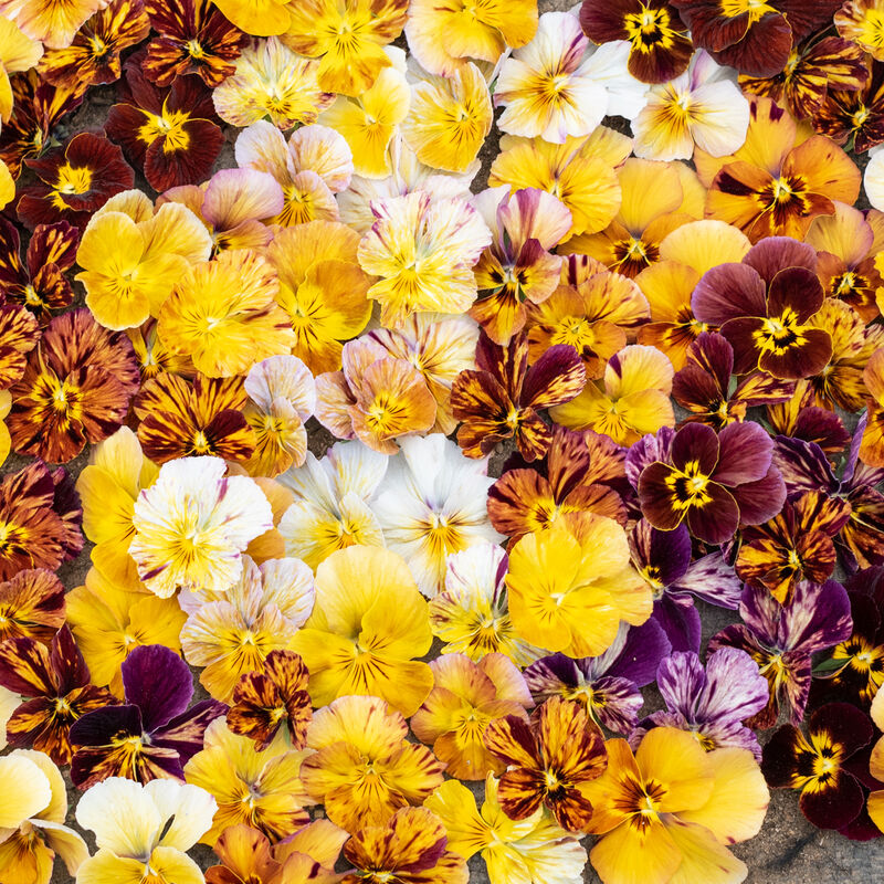 Як виростити прекрасні Анютині глазки на клумбі: все про догляд, багато фото 30 11, 28, Як виростити прекрасні Анютині глазки на клумбі: все про догляд, багато фото анютині глазки