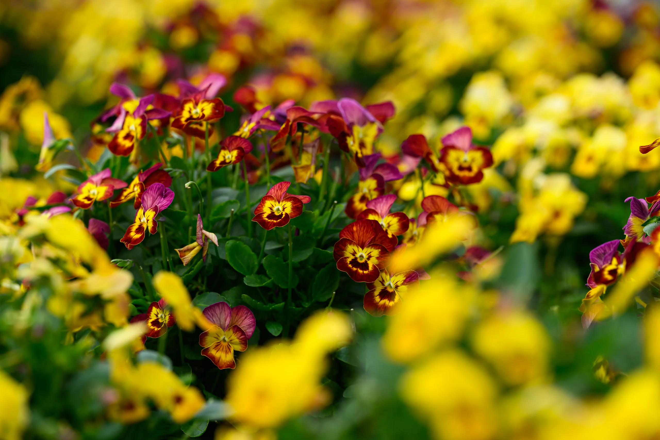 Як виростити прекрасні Анютині глазки на клумбі: все про догляд, багато фото 31, 8, Як виростити прекрасні Анютині глазки на клумбі: все про догляд, багато фото анютині глазки