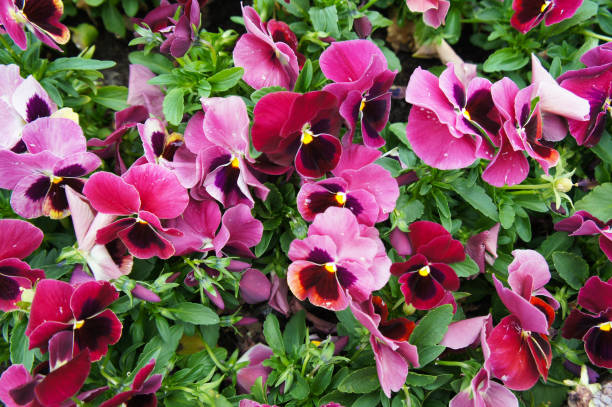 Як виростити прекрасні Анютині глазки на клумбі: все про догляд, багато фото 34 8, 29, Як виростити прекрасні Анютині глазки на клумбі: все про догляд, багато фото анютині глазки