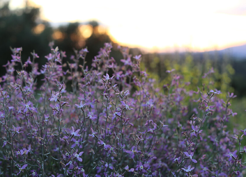 Квітка Маттіола дворога (нічна фіалка): опис, сорти, догляд. Як вирощувати? 4 23, 10, Квітка Маттіола дворога (нічна фіалка): опис, сорти, догляд. Як вирощувати? маттіола дворога