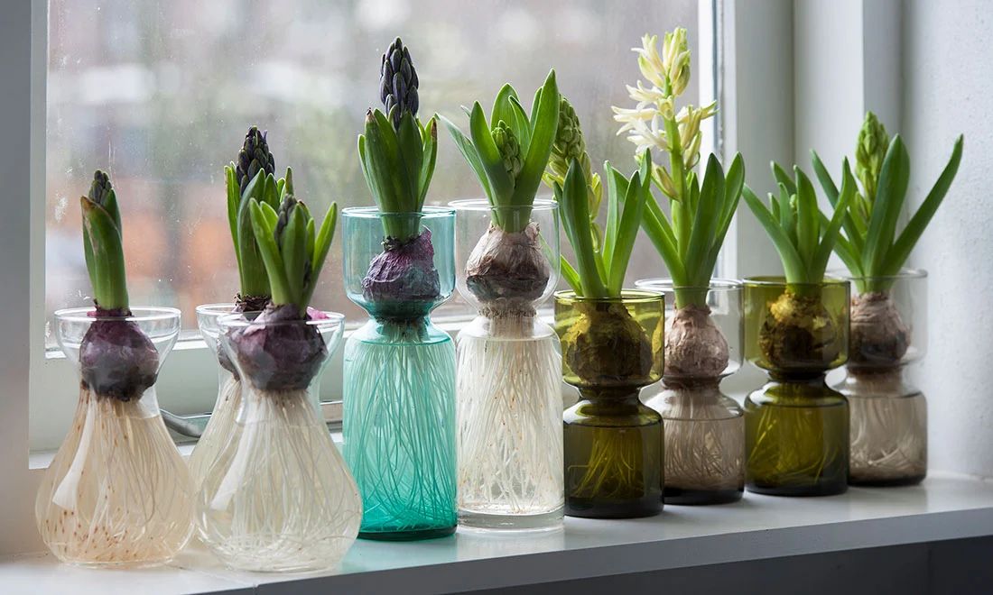 Що робити з гіацинтом у горщику: догляд у домашніх умовах, пересадка. Вирощування гіацинтів. Прикмети 6, 8, Що робити з гіацинтом у горщику: догляд у домашніх умовах, пересадка. Вирощування гіацинтів. Прикмети гиацинт