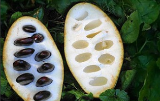 Азимина — экзотический фрукт с уникальным вкусом и полезными свойствами , 2, Азимина — экзотический фрукт с уникальным вкусом и полезными свойствами косметологія