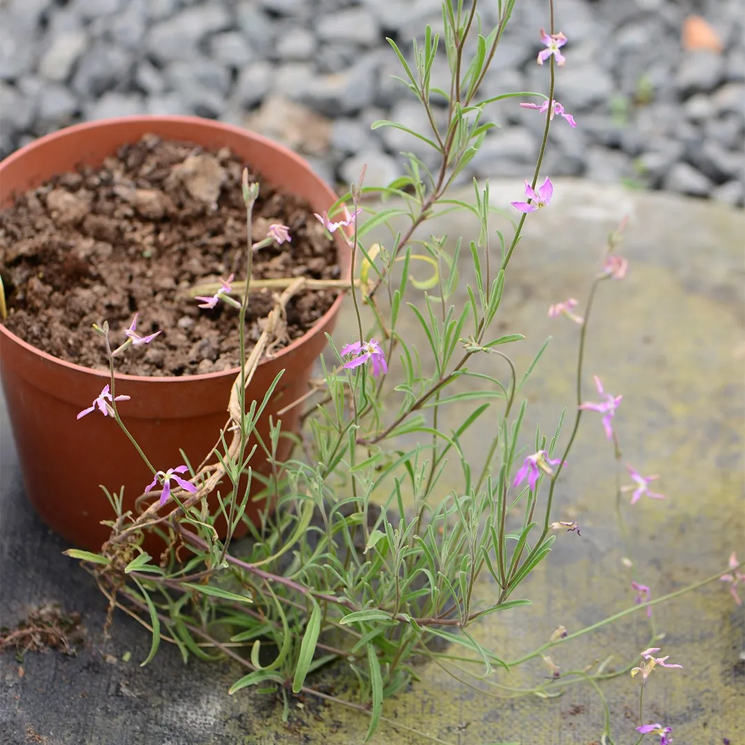 Квітка Маттіола дворога (нічна фіалка): опис, сорти, догляд. Як вирощувати? 7 1, 7, Квітка Маттіола дворога (нічна фіалка): опис, сорти, догляд. Як вирощувати? маттіола дворога
