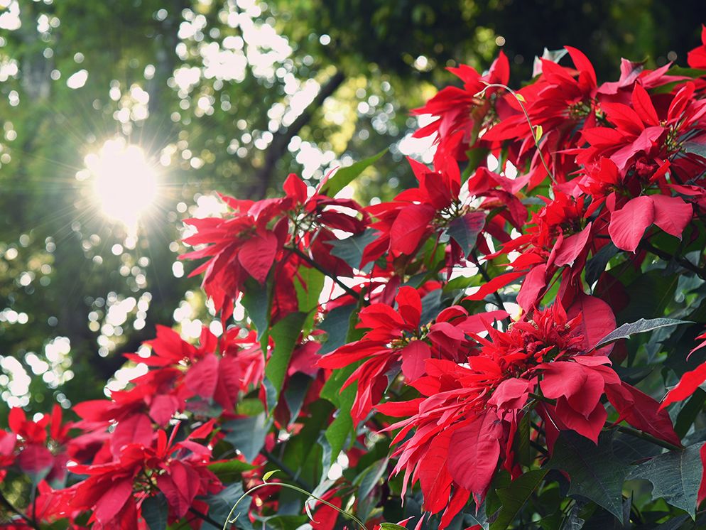 7 14, 7, Пуансеттія червона: як доглядати в домашніх умовах, чим небезпечна квітка і які прикмети з ним пов'язані пуансеттія