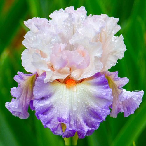 Як виростити прекрасні квіти іриси: все про посадку та догляд, фото та назви сортів 88658 4, 14, Як виростити прекрасні квіти іриси: все про посадку та догляд, фото та назви сортів цветы ирисы