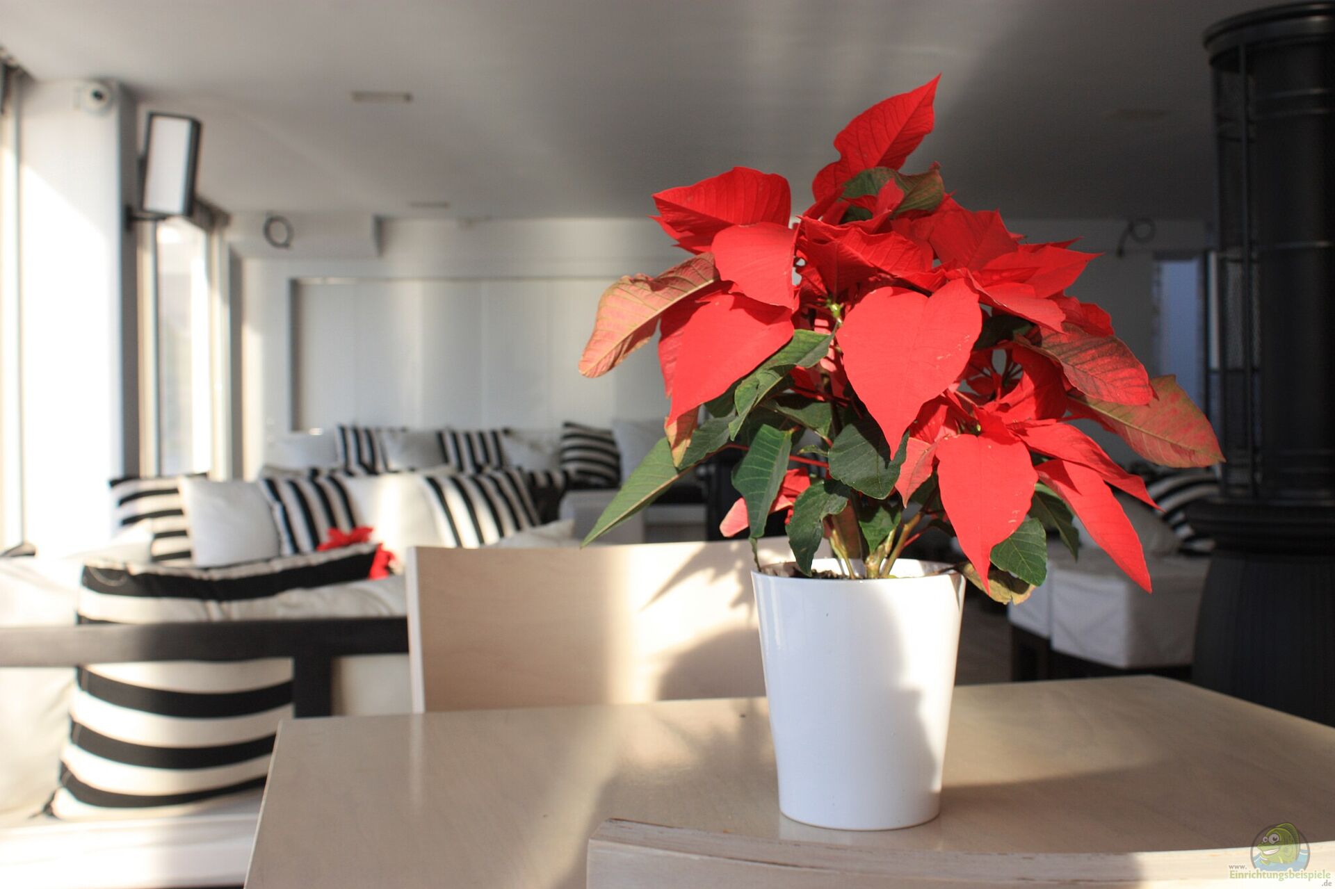 9 15, 3, Пуансеттія червона: як доглядати в домашніх умовах, чим небезпечна квітка і які прикмети з ним пов'язані пуансеттія