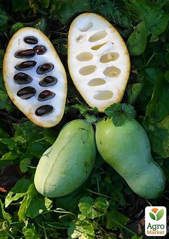 Азимина — экзотический фрукт с уникальным вкусом и полезными свойствами AD_4nXcwtSWnL7MWN6m1Qdsy6BRaFmE3owdIkdzxZBrQcMUVpvlVtzjybWkucsNuh09flzeLeRDJRTQG-9o_yCsjeIrpSVyWw3UT3vDWs5Mn4xGuzcjzvBWdbCEXT3HZ-kJoAr8_rmx3FQ?key=iAcj10vFfGNt-1pP--IDSZFY