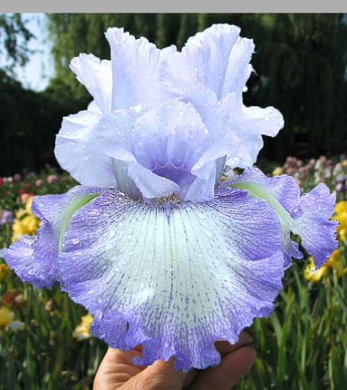 Як виростити прекрасні квіти іриси: все про посадку та догляд, фото та назви сортів Acoma e1711378211630, 15, Як виростити прекрасні квіти іриси: все про посадку та догляд, фото та назви сортів цветы ирисы