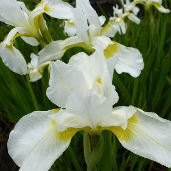 Як виростити прекрасні квіти іриси: все про посадку та догляд, фото та назви сортів Belyj rycar, 32, Як виростити прекрасні квіти іриси: все про посадку та догляд, фото та назви сортів цветы ирисы