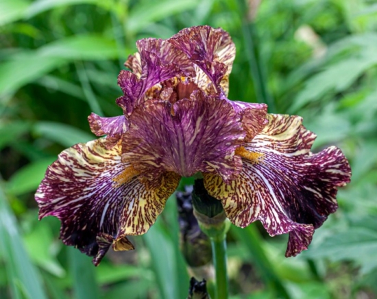 Як виростити прекрасні квіти іриси: все про посадку та догляд, фото та назви сортів Bewilderbeast e1711378157720, 13, Як виростити прекрасні квіти іриси: все про посадку та догляд, фото та назви сортів цветы ирисы