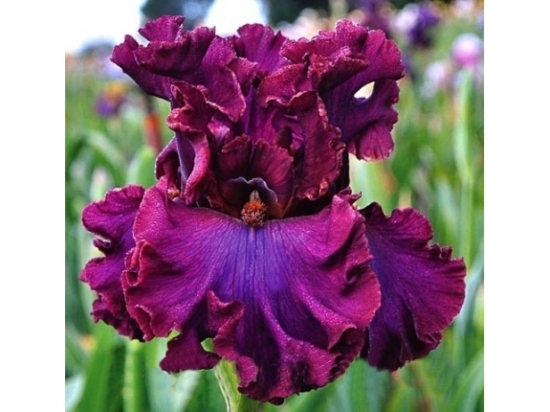 Як виростити прекрасні квіти іриси: все про посадку та догляд, фото та назви сортів DACH OF BURGUNDY 2297 e1711374925159, 36, Як виростити прекрасні квіти іриси: все про посадку та догляд, фото та назви сортів цветы ирисы