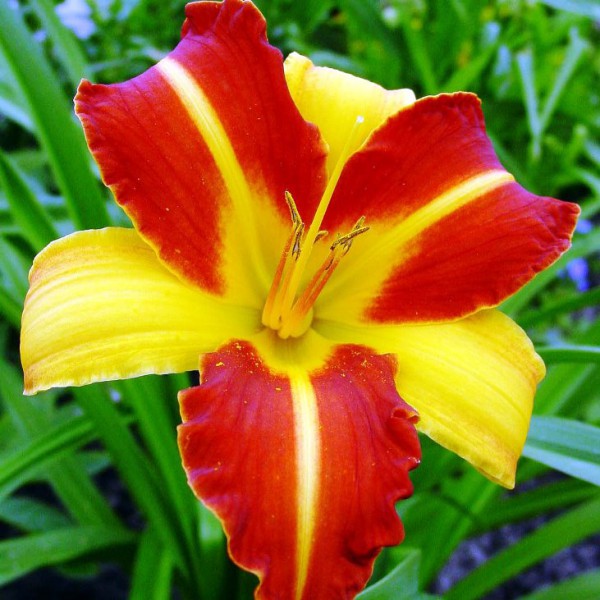 Лілійник: все про посадку та догляд, сорти з фото Frans Hals, 15, Лілійник: все про посадку та догляд, сорти з фото Цветок лилейник