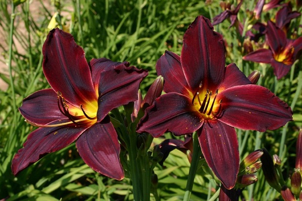 Лілійник: все про посадку та догляд, сорти з фото Hemerocallis American Revolution, 17, Лілійник: все про посадку та догляд, сорти з фото Цветок лилейник