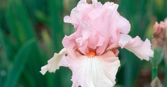 Як виростити прекрасні квіти іриси: все про посадку та догляд, фото та назви сортів Iris Vanitys Child kopiya e1711375115788, 39, Як виростити прекрасні квіти іриси: все про посадку та догляд, фото та назви сортів цветы ирисы