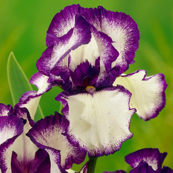 Як виростити прекрасні квіти іриси: все про посадку та догляд, фото та назви сортів Loop the Loop 1 e1711378735478, 28, Як виростити прекрасні квіти іриси: все про посадку та догляд, фото та назви сортів цветы ирисы