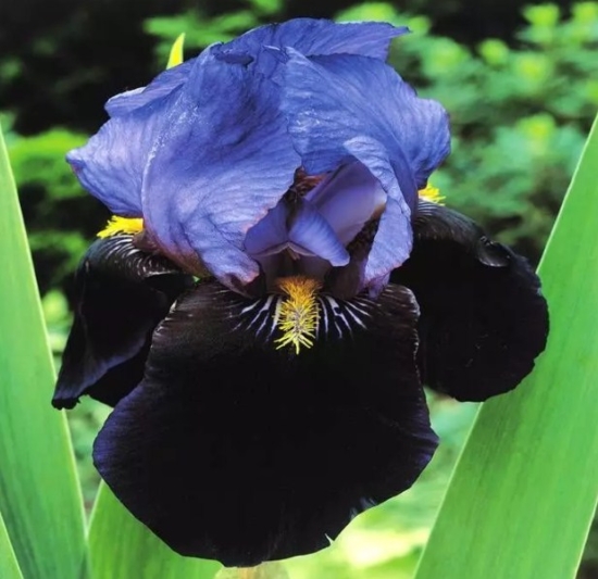 Як виростити прекрасні квіти іриси: все про посадку та догляд, фото та назви сортів Nochnoe nebo e1711378786825, 29, Як виростити прекрасні квіти іриси: все про посадку та догляд, фото та назви сортів цветы ирисы