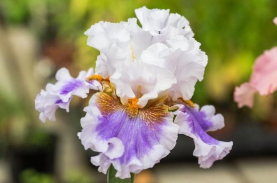 Як виростити прекрасні квіти іриси: все про посадку та догляд, фото та назви сортів Screenshot 1 e1711378440285, 23, Як виростити прекрасні квіти іриси: все про посадку та догляд, фото та назви сортів цветы ирисы