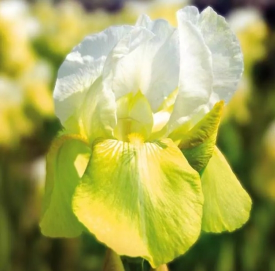 Як виростити прекрасні квіти іриси: все про посадку та догляд, фото та назви сортів Tjulip festival e1711378645443, 26, Як виростити прекрасні квіти іриси: все про посадку та догляд, фото та назви сортів цветы ирисы