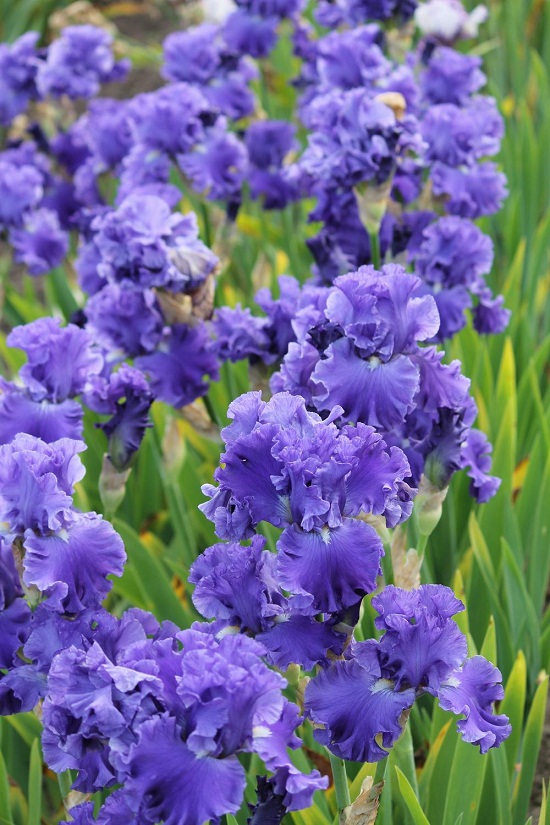 Як виростити прекрасні квіти іриси: все про посадку та догляд, фото та назви сортів balt kopiya, 12, Як виростити прекрасні квіти іриси: все про посадку та догляд, фото та назви сортів цветы ирисы